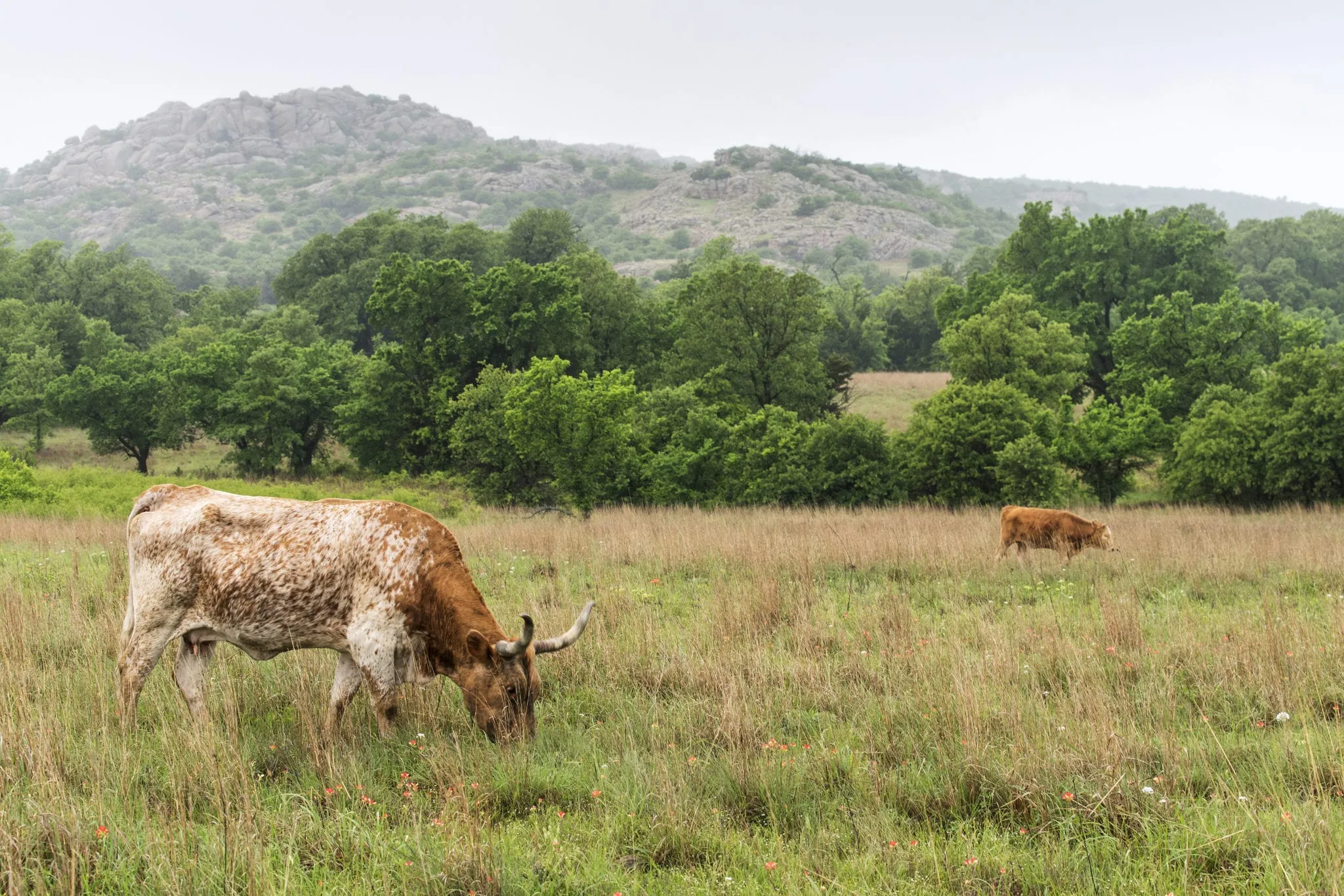 Texas Longhorn At Wichita Mountains National Wildlife Refuge Nea two cows on a ranch field