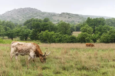 Texas Longhorn At Wichita Mountains National Wildlife Refuge Nea two cows on a ranch field